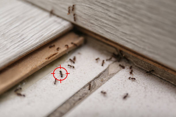 Best Pest Control Treatment  in Waunakee, WI